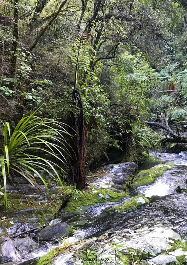 A stream in a forest

Description automatically generated with low confidence